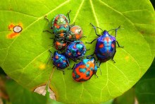 How insects get their colour (ABC Sydney)