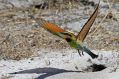 A rainbow bee-eater leaves its burrow. 