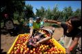 Pascal Cannebotin gets drenched with water by Guy Young, left, and Toshiaki Shimauvhi while Florian Mamert looks on. ...