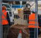 Fencing is erected on Northbourne Avenue as Capital Metro undergoes earthworks for the light rail project.