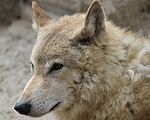 Tibetan Wolf.JPG