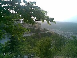 Typical olive field in the valleys surrounding Idlib