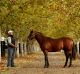 Big numbers: Gun stallion Snitzel at  Arrowfield Stud in Scone.