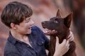 Levi Miller and dog in Red Dog True Blue.