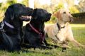 Golden Retriever/Labrador X dogs in training to be guide dogs. 