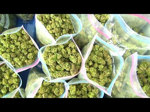 HOW TO HARVEST WEED! HUGE CANNABIS HARVEST! - HOW TO GROW