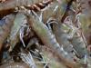 Disease outbreak: Prawn, crab ban