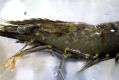 The disease appears as white spots on the prawn's body.