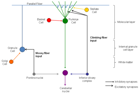 Cartoon representation of the neural connections that exist between the different types of neurons in the cerebella cortex. Including Purkinje cells, granule cells and interneurons.