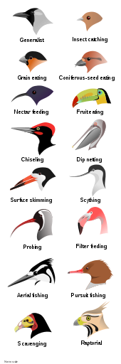  Illustration of the heads of 16 types of birds with different shapes and sizes of beak