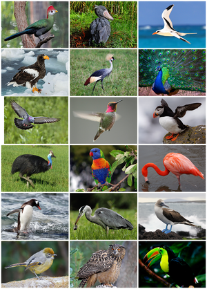 Bird Diversity 2013.png