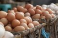 The Model Code of Practice defines 'free range' as eggs from farms with stocking densities of no more than 1500 birds a ...
