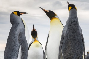 King Penguins