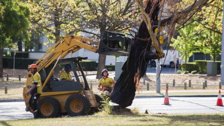 Work will begin on the tree removal from December 12.