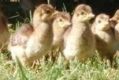 New peacock chicks born at Narrabundah.