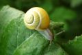 Look out for snail slime in high-end moisturisers.