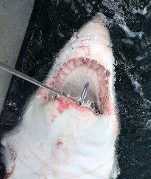 A 3.2 metre great white was one of five sharks caught off the NSW mid-north coast on Saturday. 