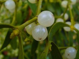 mistletoe