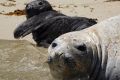 The baby southern elephant seal with its proud mother.