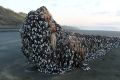 Melissa Doubleday found this barnacle-covered object on a stroll down Muriwai beach.
