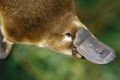 A hormone found in platypus venom could lead to new treatments for type 2 diabetes in humans. 