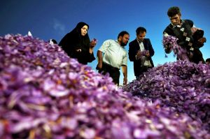 Iranian potential customers inspect saffron flowers in the saffron flowers market in the city of Torbat Heydariyeh, ...