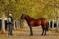 Big numbers: Gun stallion Snitzel at  Arrowfield Stud in Scone.