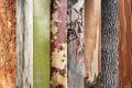 Eucalypt bark (from left), C. peltata, E. tereticornis, C. torelliana, E. erythronema, E. platyphylla, E. campaspe, C. ...