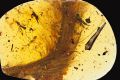 A 99-million-year-old piece of amber with a feathered dinosaur tail trapped inside. 