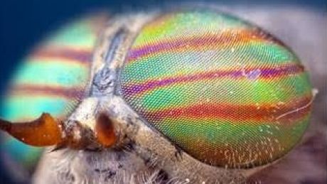 Researchers have modelled a solar cell from the structure of a fly's eye.