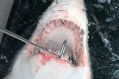 A 3.2 metre great white was one of five sharks caught off the NSW mid-north coast on Saturday. 