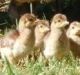 New peacock chicks born at Narrabundah.