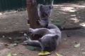 Currumbin Wildlife Sanctuary uploaded a video of the two joeys playing to their Facebook page.