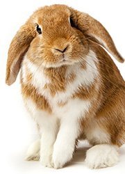 Picture of Bunny