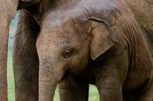 At the Friends of Asian Elephants hospital, near Chiang Mai, Thailand
 Credit: Julie Miller