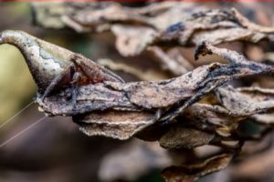 Is it a leaf? No, that's a magical new spider named after the Hogwart's sorting hat. It was named eriovixia gryffindori