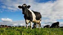 Agriculture, including animal husbandry, seems "to be a major, possibly dominant, cause" of the jump in methane emissions.