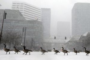 Geese walk along the snow covered waterfront park through heavy snowfall as the first winter storm of the season hits ...