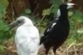 The albino magpie spotted in Inglewood. 