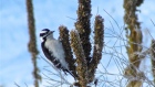 Woodpecker Feeding