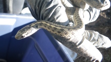 Over 200 snakes were found