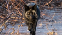 Black fox travels along frozen water in P.E.I. 