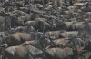 Lake Ndutu Great Wildebeest Migration - TANZANIA. In December 2015, on route to Kusini in the southern reaches of the ...