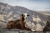 This goat is perched atop the Jebel Shams mountains at 3000m high in Oman. My wife and I saw an article on these goats ...