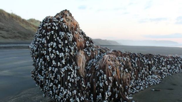 Melissa Doubleday found this barnacle-covered object on a stroll down Muriwai beach.