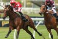 Strong finish: Josh Parr pilots Chauffeur to win the opening race at Rosehill.