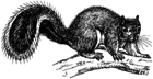 Squirrel (PSF).png