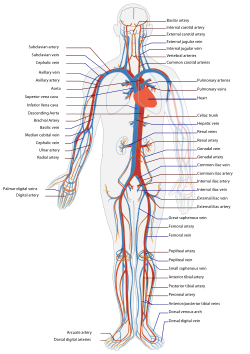 Circulatory System en.svg