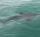 The video of the shark was uploaded to a Lorne community page on Monday night.