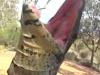 Farmer wrestles with savage goanna